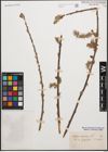 Foto von Salix cinerea L.